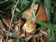 Serruggeri - Leccinum_lepidum_201011121 052.jpg